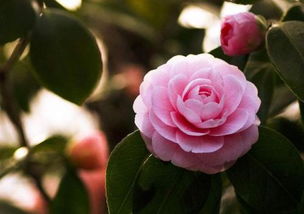 桅子花树浇水频率， 得kan它心情哦