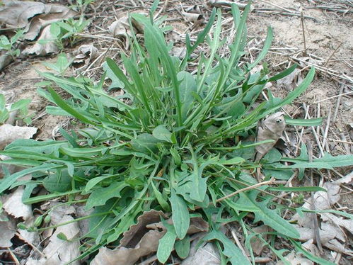 苦菜种植全流程中，如何掌握家庭养殖技巧