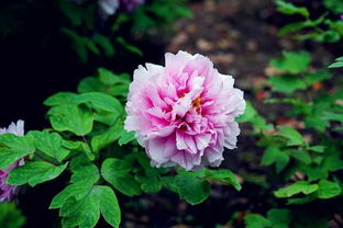 牡丹花芽的识别技巧