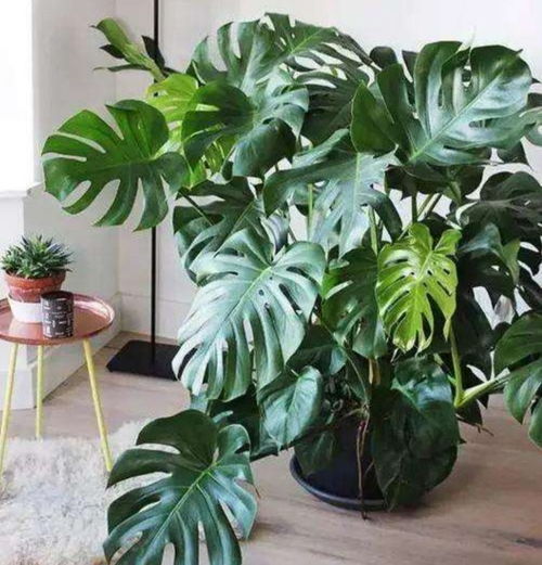 覆盖遮阳网， 橡胶树恢复生机