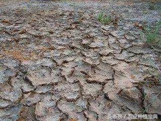 镉污染稻田，治理有妙招