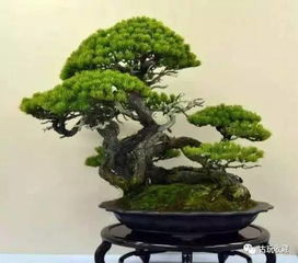 适合用作盆景的松树种类