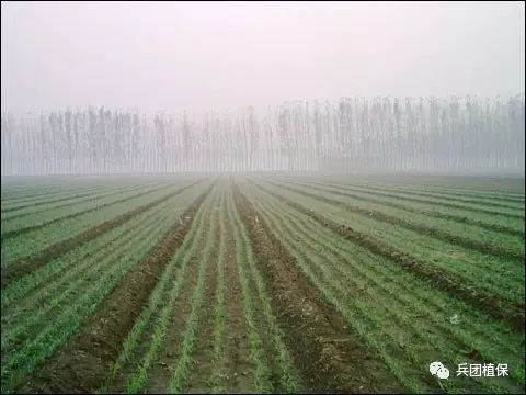 小麦越冬前管理，关注抗寒、病虫害防治和土壤保墒