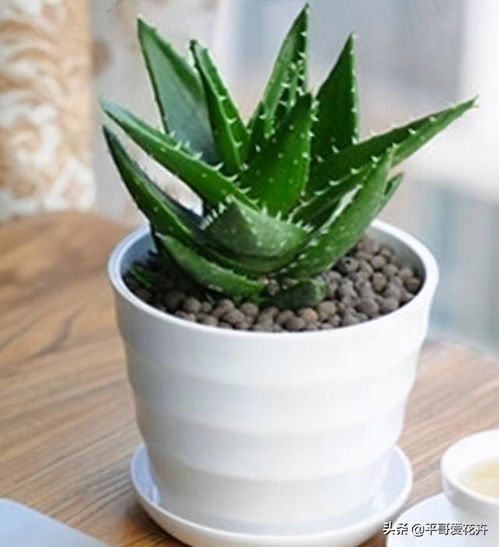 芦荟种植秘籍：易成活，茂盛生长！