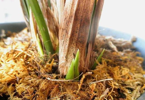 皂角子硬壳处理， 发芽不再难