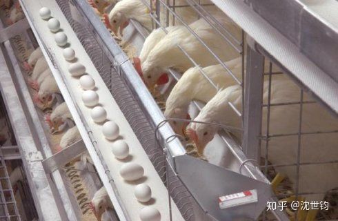 氟环唑：花生田里的双刃剑