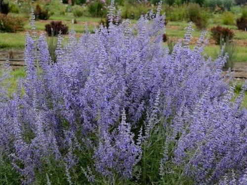 鼠尾草种植时需要注意哪些土壤、水分、光照等养护技巧
