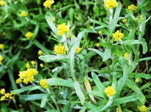 菊花盛开，秋意渐浓