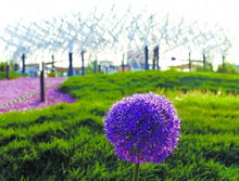 晨光中的花语，你了解多少？