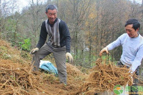 牛膝一亩地产量多少斤，需了解其种植条件与品种