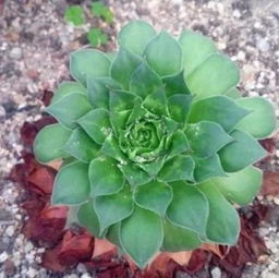 多肉植物长白霉怎么办？如何有效清除