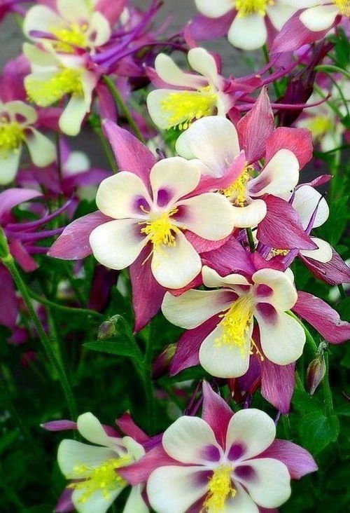 耧斗菜：花如其名，斗斗可爱