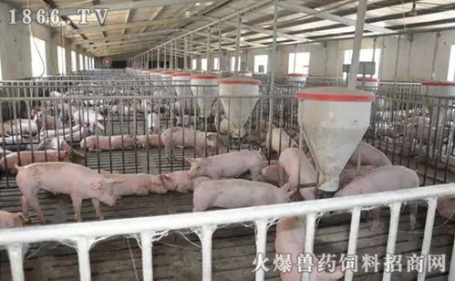 猪场保育料选性价比高，关注原料、营养、适口性和成本