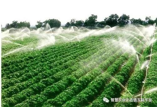 现代农业的浪漫：科技与自然的结合