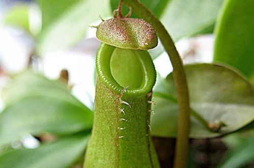 猪笼草：大自然的独特捕食者