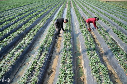 草果：中药里的致富宝