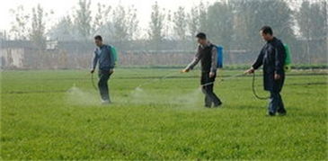 下雨对除草剂效果的影响