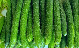黄瓜：喜温暖不耐寒