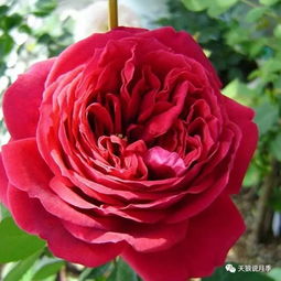 优点：美丽与耐寒并存