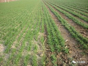 大蒜地使用噻磺乙草胺的平安性探讨