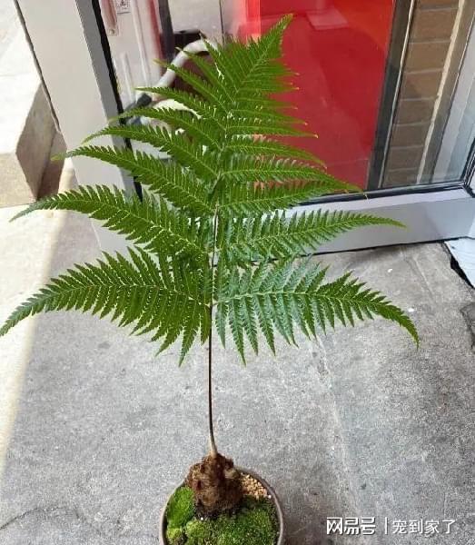 蕨类植物长高，如何修剪才能保持优美株型