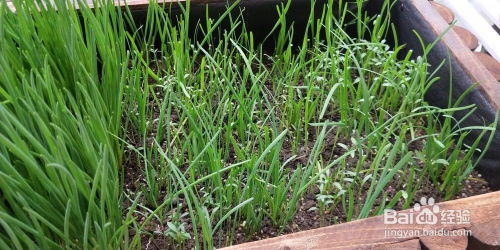 “春季播种，韭菜种植技巧，打造家居绿意盎然！”