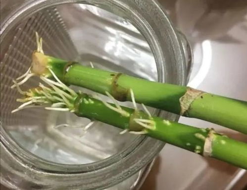 水培螺旋竹的养殖心得