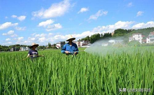 光合作弊， 嫩量满满