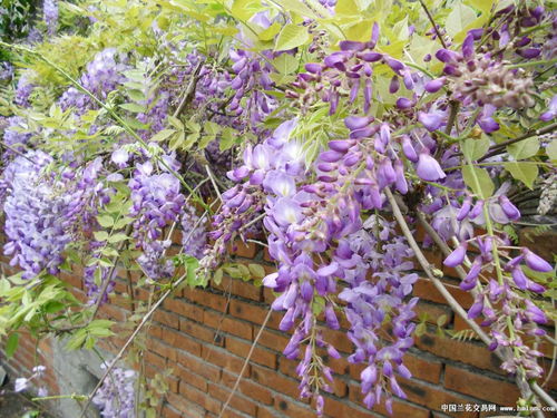 老桩移植前的准备