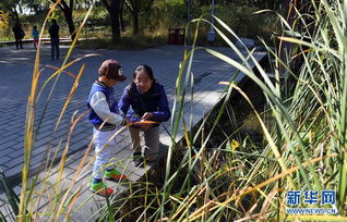 去年参赛的园艺展上，冠军作品就是用铁丝辅助定型的掉蓝。
