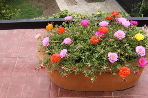 一年生杆子花， 新手种植的美丽选择