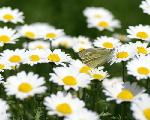 四季桂花的全年开花