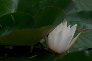 睡莲，那啥真的有毒吗？