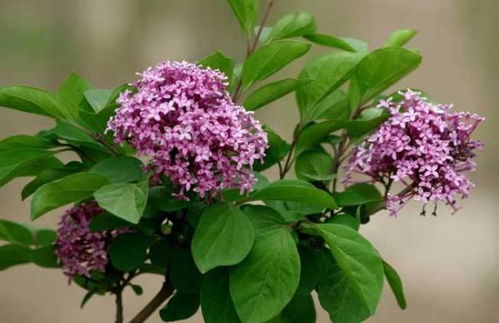 南方丁香花怎么种？如何让花开得更艳丽