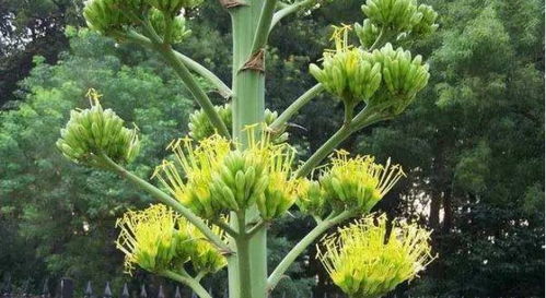 文竹开花臭味从何而来？