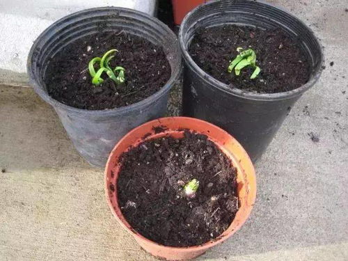 第二步：处理洋葱