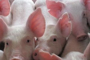 猪出现上吐下泻、抽搐症状，Zui终死亡，该如何治疗？