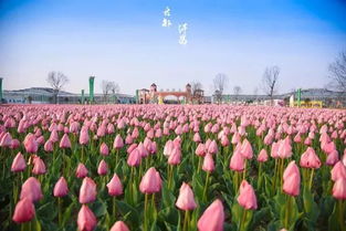 花卉种植，信息大杂烩