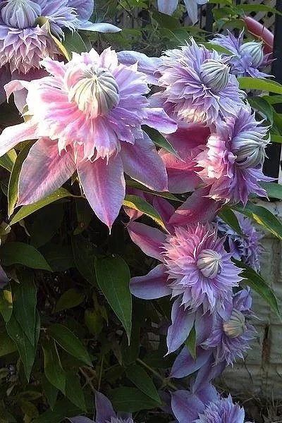 花中皇后 花色缤纷——户县花卉种植指南