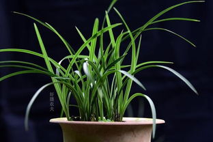 新手兰花种植时如何避免兰花叶子发黄并保持土壤适宜的湿度呢