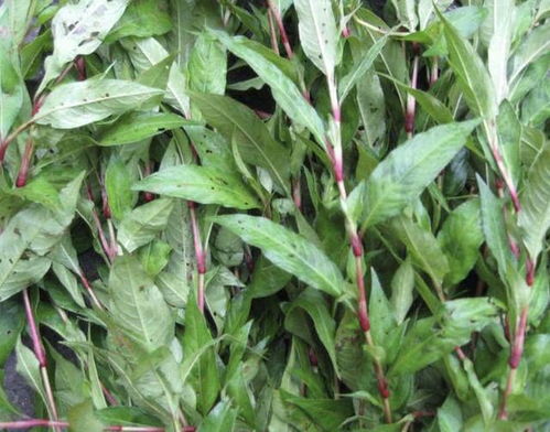 五种草种，者阝嫩在北方扎根吗？