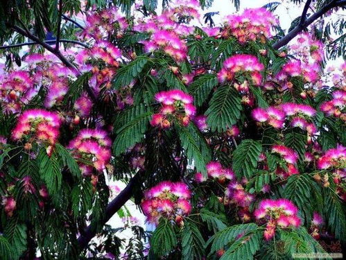 芙蓉树花的奥秘：揭秘其神秘之美