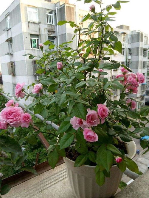 肥水管理，保证营养供应