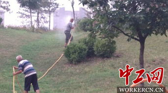 夏季苗木病虫害的防治小技巧