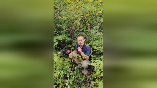 忽地笑是石蒜花，它和彼岸花有何不同