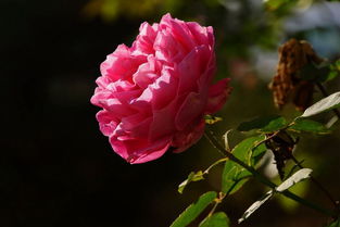 冬季月季花的养护要点