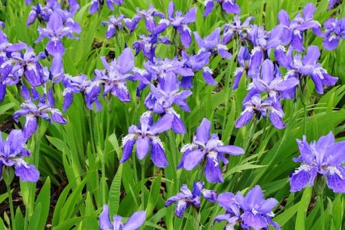 惯与鸢尾花，你了解多少？