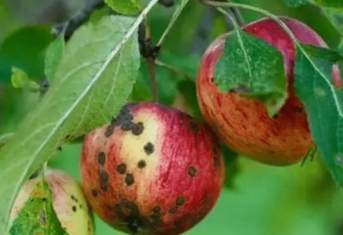 混配效果，geng上一层楼