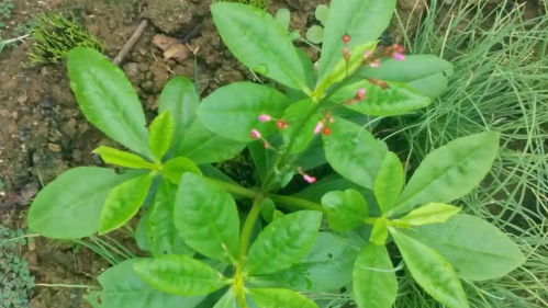 人参种植的烦恼：三环唑农药的争议