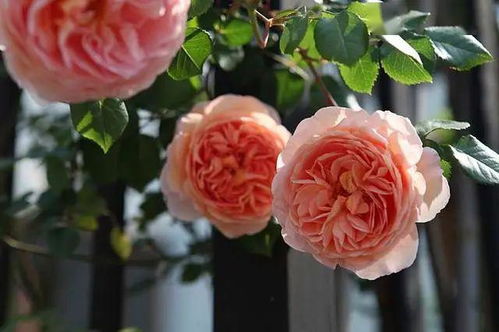 自由精神月季：生长速度快， 抗病性强